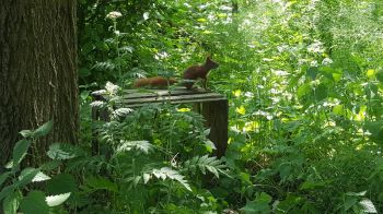 Wiewiórka w Ogrodzie Botanicznym